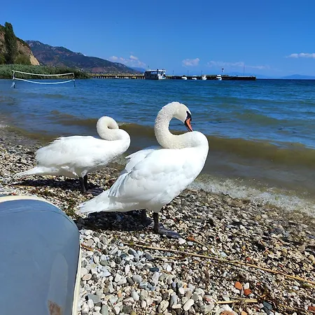 Lori * Pogradec